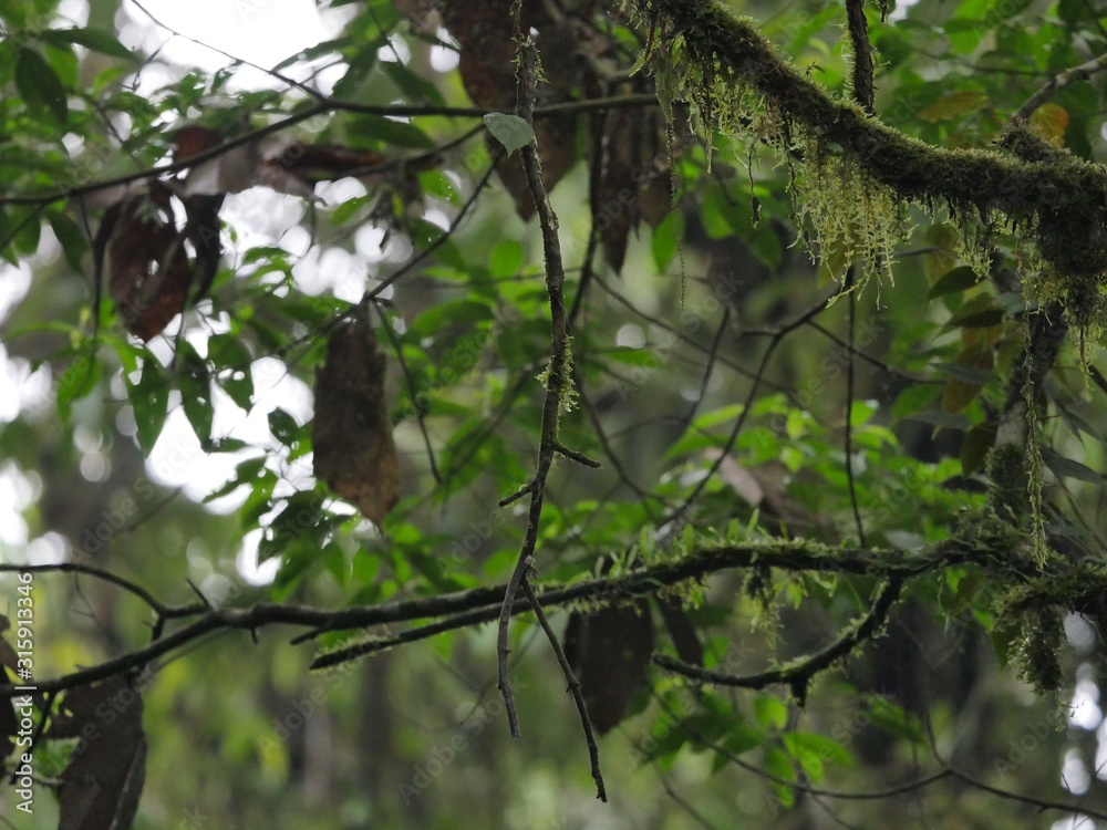 Butterflies in the subtropical region of MASHPI rainforest in Ecuador Butterflies in the subtropical region of MASHPI rainforest in Ecuador