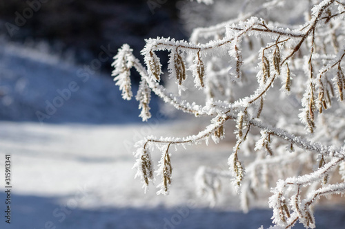 Winter Frosty Branch Snow Background © dalib0r