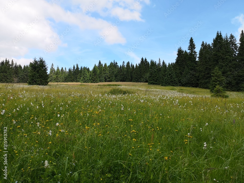Beautiful mountain grassy field with pine forest around it on a nice summer day in the mountains