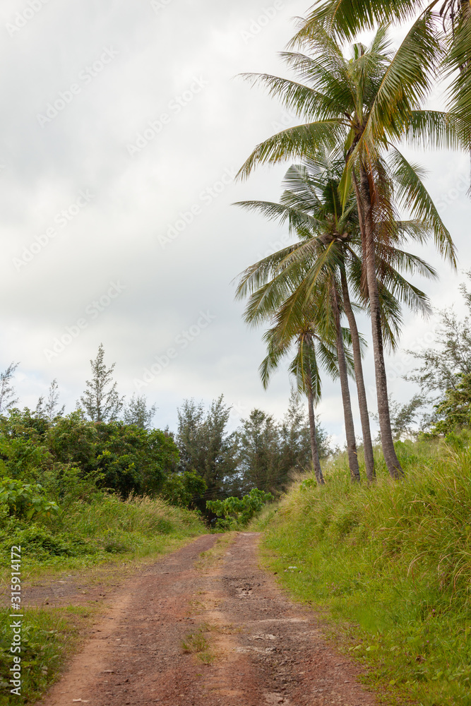 Small dirt road and plam trees in Borneo countryside