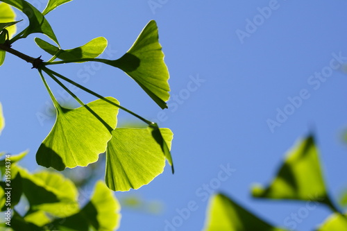 Ginkgo im Gegenlicht 2
