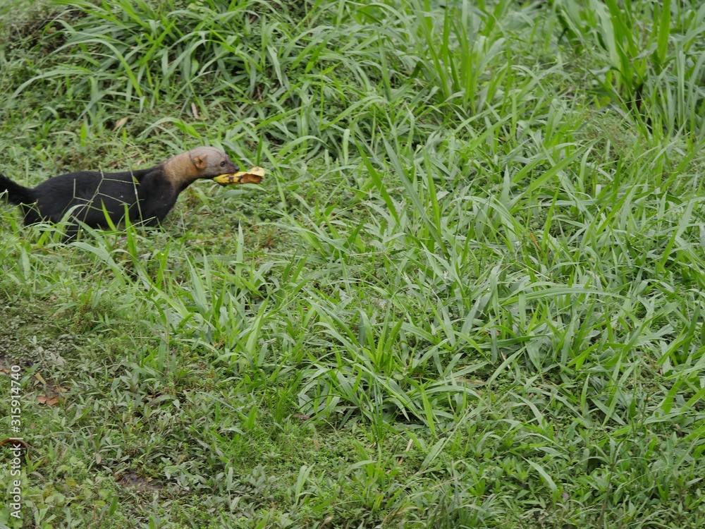 Cabeza de Matte in the subtropical jugnle of Ecuador Cabeza de Matte in the subtropical jugnle of Ecuador