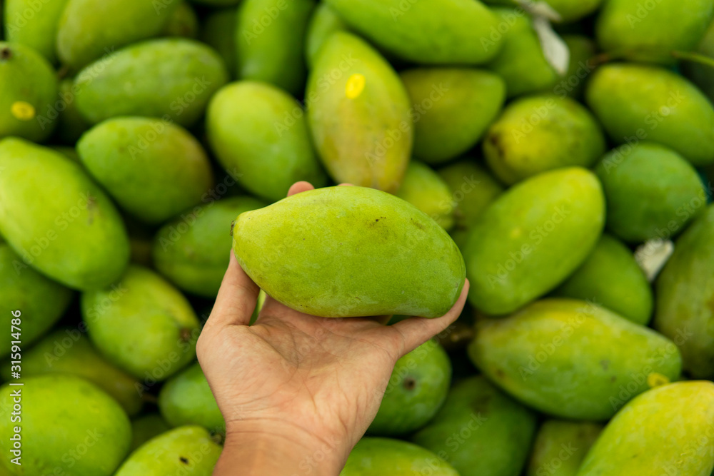 Male hands holding a green juicy fresh mango fruit with a lot of green mangoes on a background. Group of fresh green mango for sell .Thai fruit tropical raw mangoes. Male hands holding a green juicy fresh mango fruit with a lot of green mangoes on a background. Group of fresh green mango for sell .Thai fruit tropical raw mangoes.