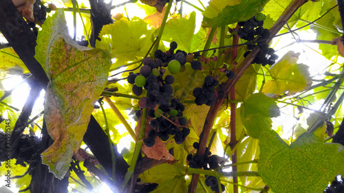 Grapes of poor quality. Bunches of Isabella grapes grow surrounded by green leaves. Plant diseases, low productivity.
