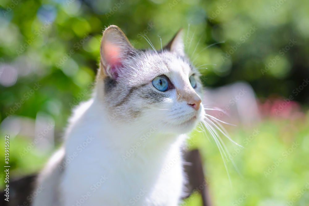 Beautiful white cat with blue eyes in summer in the garden