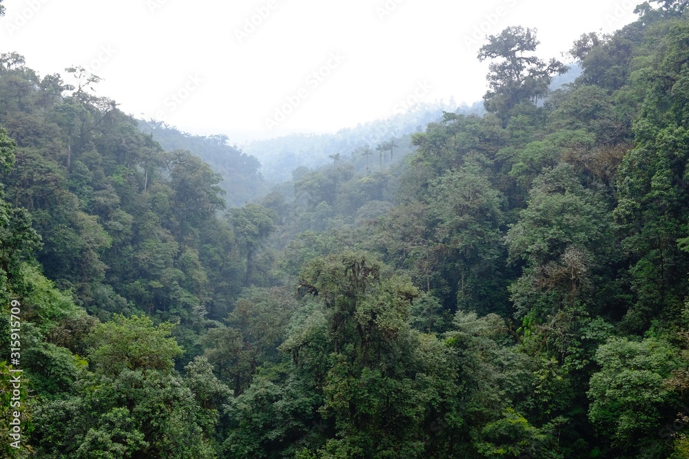 Subtropical rainforest region in Ecuador Mashpi