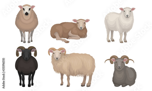 Farm Cattle with Hornes and Wooly Coat Vector Set