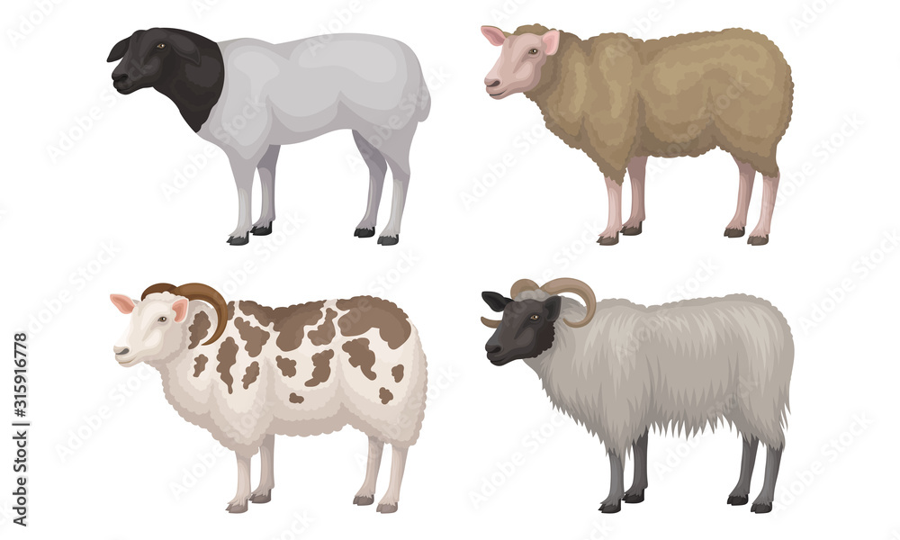 Fototapeta premium Farm Cattle with Hornes and Wooly Coat Vector Set