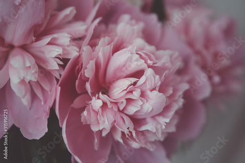 pink peonies in pastel colors close-up