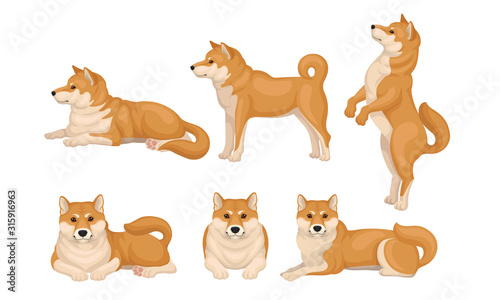 Akita Inu Dog Breed in Different Poses Vector Set