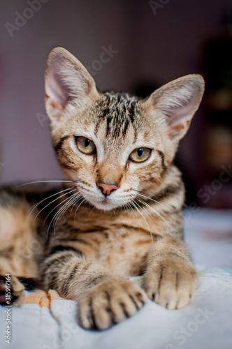 Bengal crossbreed cat
