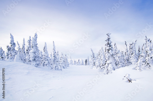 Trees covered with hoarfrost and snow in mountains in Sheregesh. Russia.