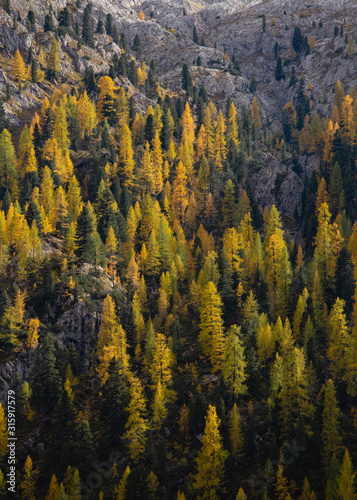 autumn season palette color of trees