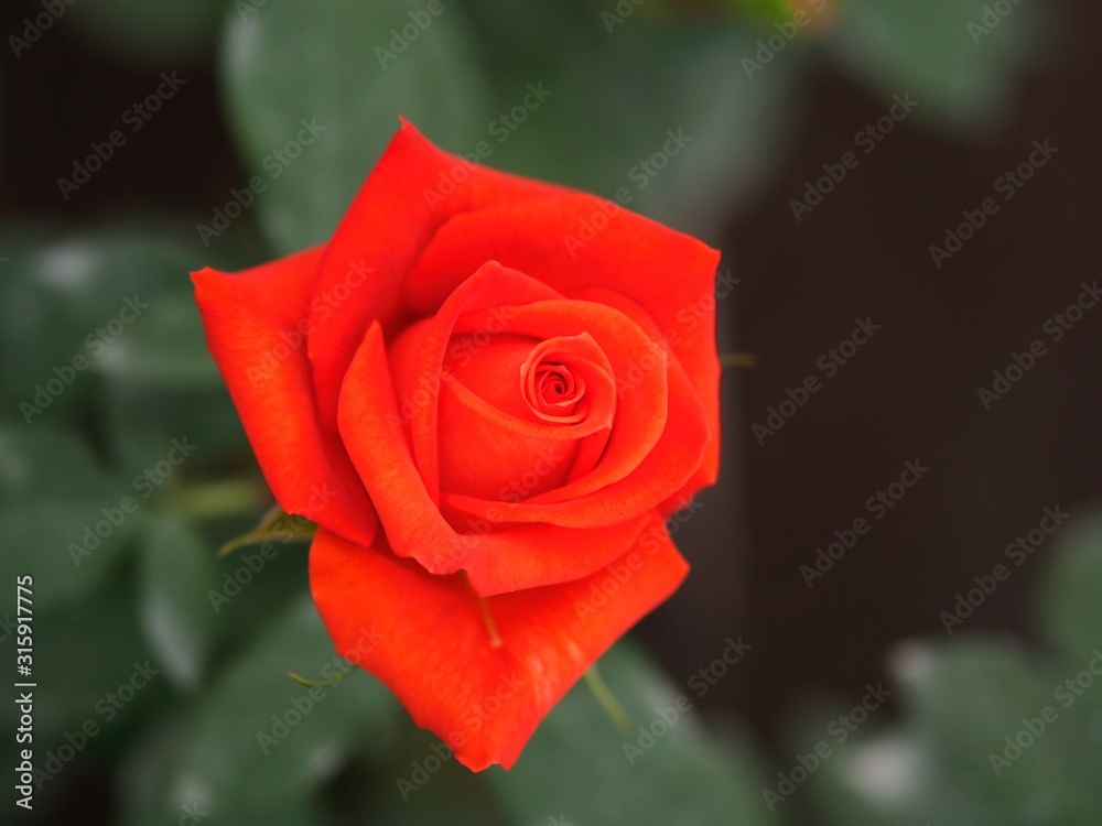 Rose plantation in Ecuador. Red Roses Rose plantation in Ecuador. Red Roses
