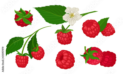 Sweet Raspberry with Leaf Isolated on White Background Vector Set