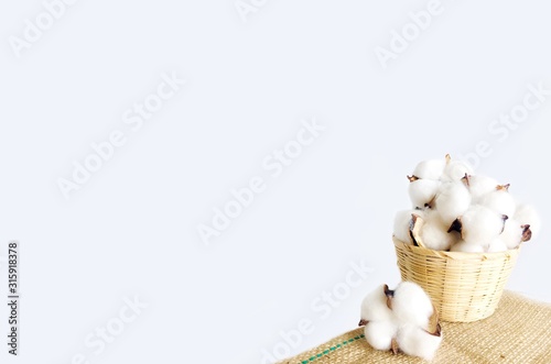 White background of cotton flowers in a basket.