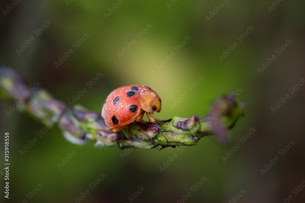 Ladybug