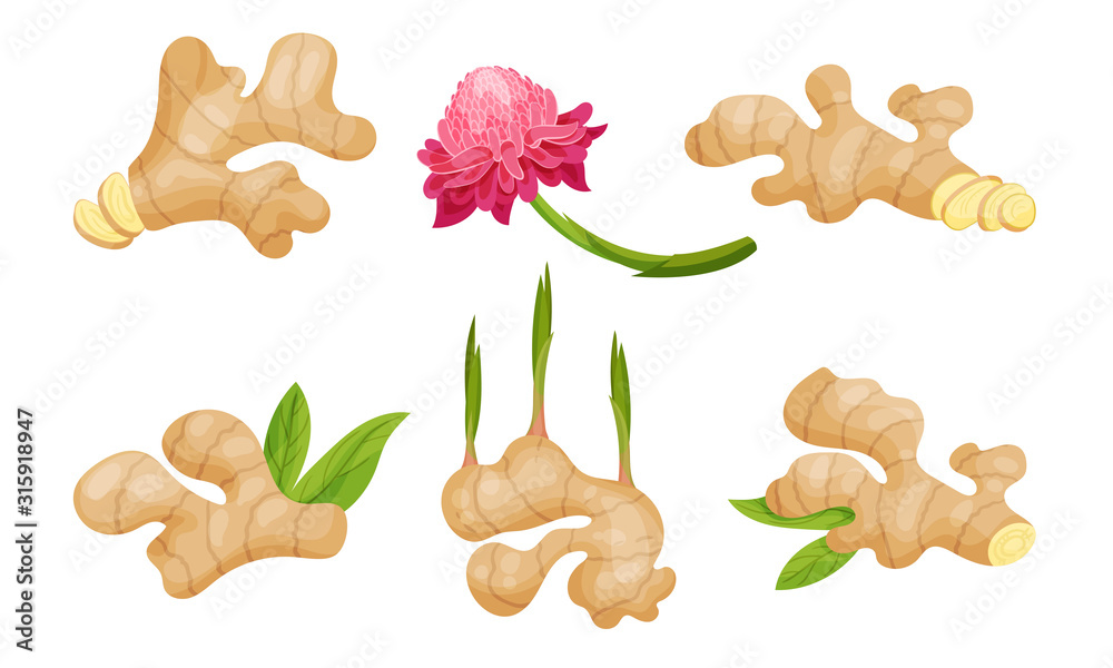 Fototapeta premium Ginger Roots and Flowers Isolated on White Background Vector Set