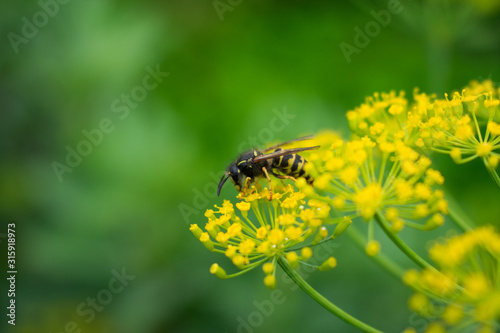 bee on flower © Альбина Ипатова