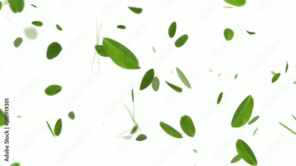 Spring Leaves On White Background/ 4k animation of a spring season background with green leaves flowing with the wind seamless looping Spring Leaves On White Background/ 4k animation of a spring season background with green leaves flowing with the wind seamless looping