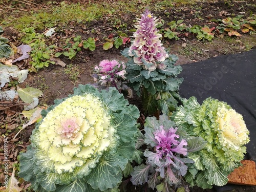 decorative cabbage on the flower bed