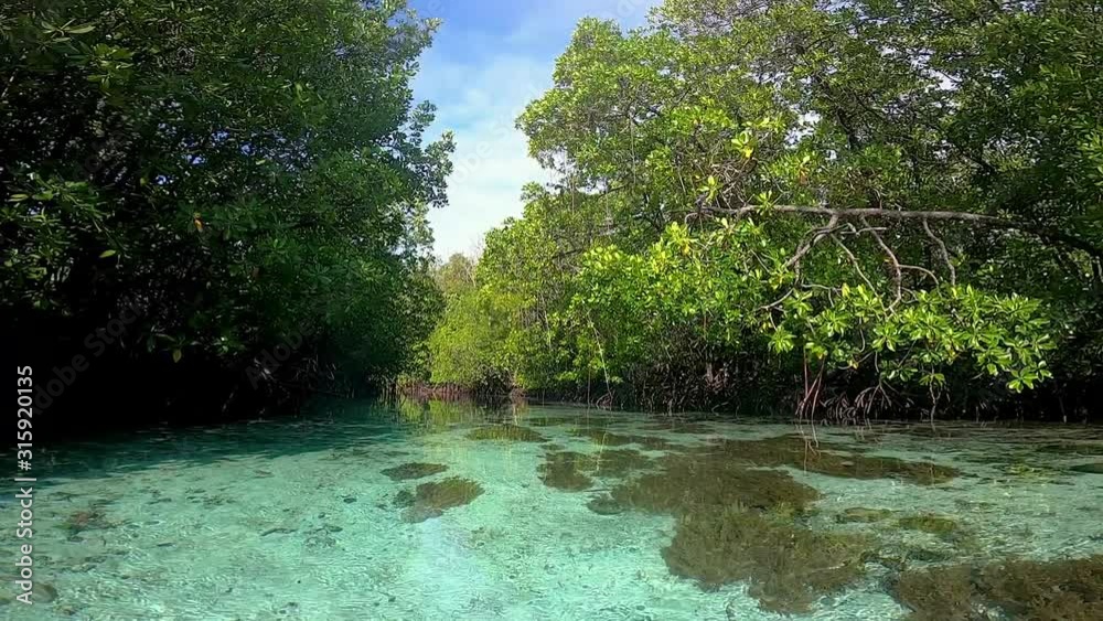 floating through a mangrove with crystalclear water and shallow corals with mangrove forest in the sides