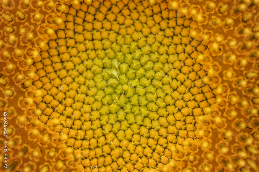 Sunflower disk florets close up Sunflower disk florets close up