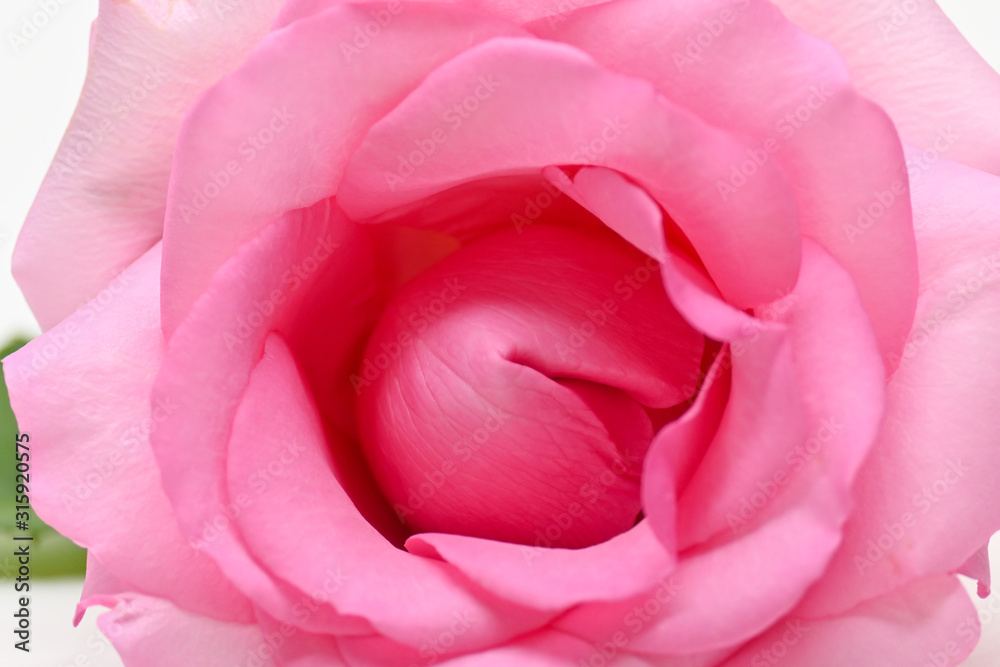 beautiful pink rose flower, concept image of couple sexual orgasm beautiful pink rose flower, concept image of couple sexual orgasm