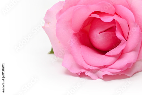 beautiful pink rose flower isolated on white background, concept image of couple sexual orgasm