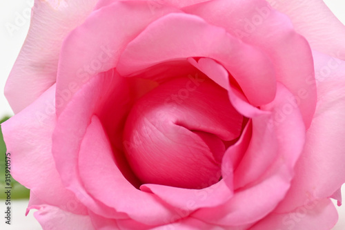beautiful pink rose flower, concept image of couple sexual orgasm