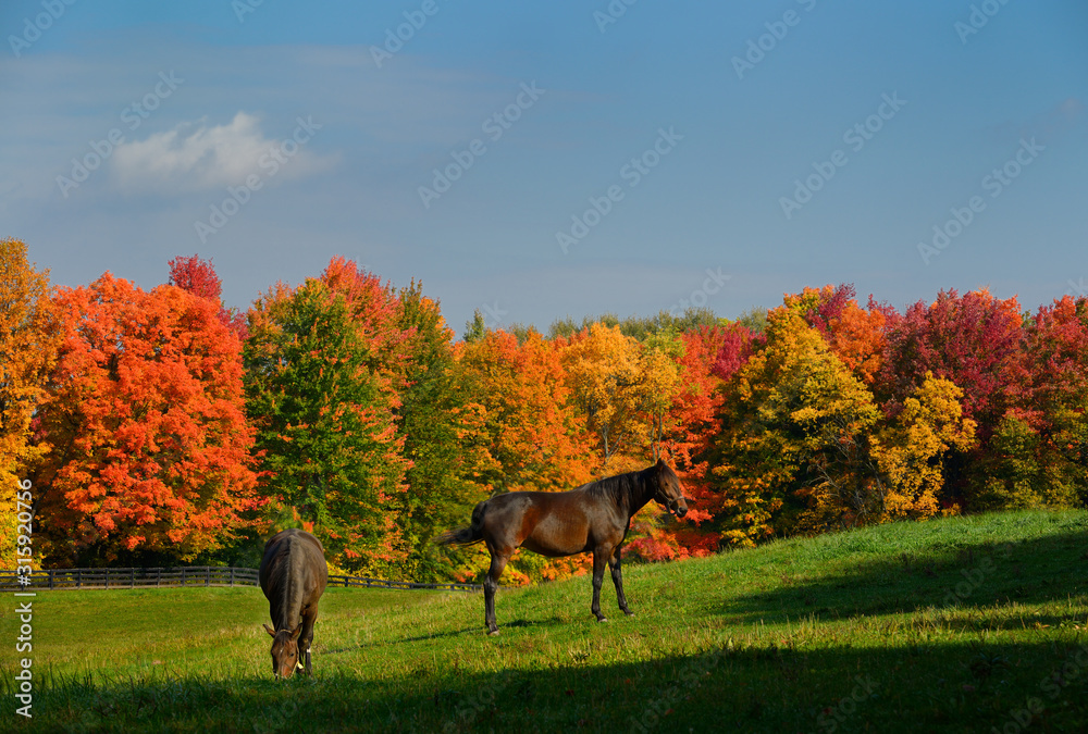 Two brown horses in a paddock with red maple trees in Caledon Ontario Two brown horses in a paddock with red maple trees in Caledon Ontario