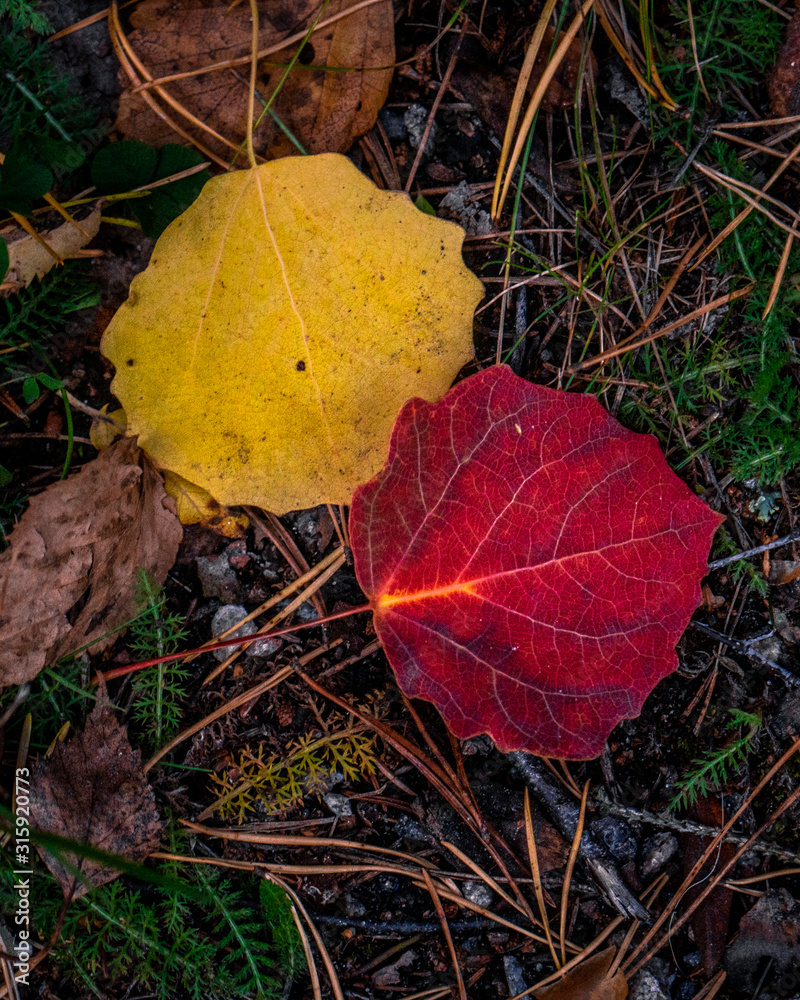 Autumn leaves on grass Autumn leaves on grass