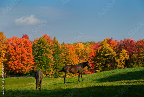 Two brown horses in a paddock with red maple trees in Caledon Ontario photo