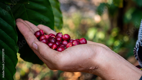Close up farmer hand picking coffee