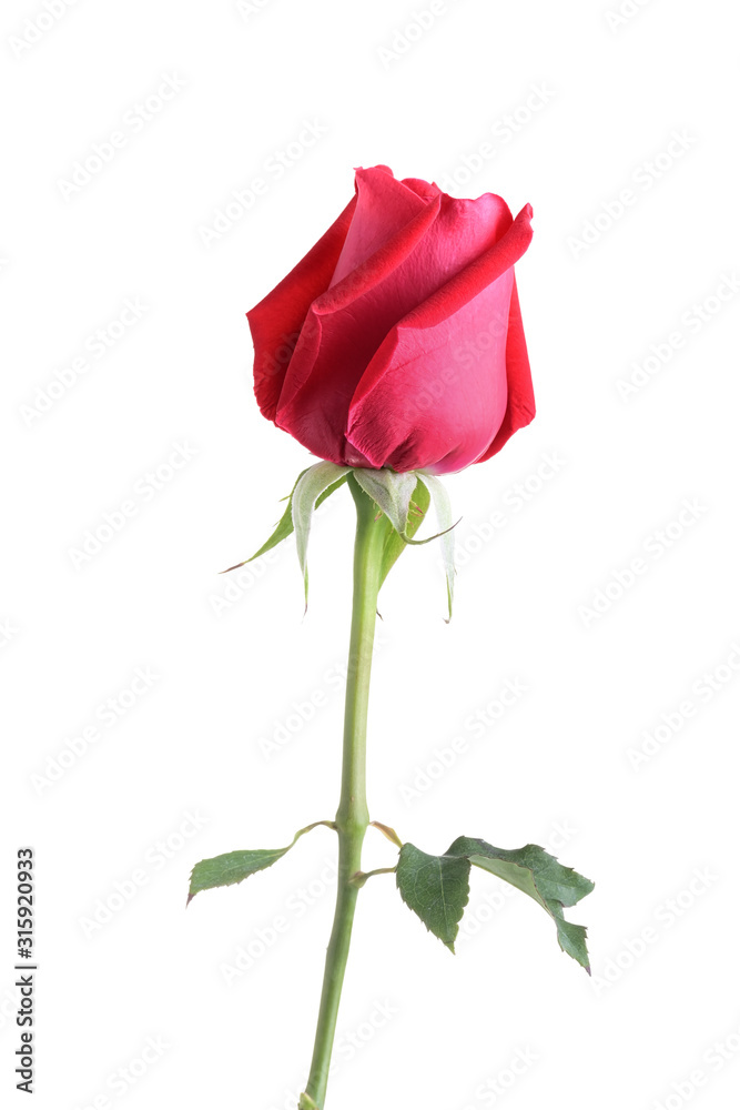 Fototapeta premium red rose flower isolated on white background