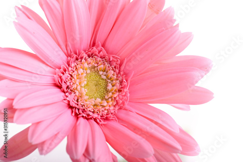 pink gerbera blooming in springtime, beautiful single flower isolated on white background