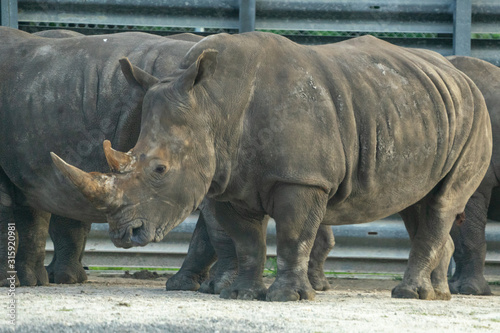 rhinoceros in zoo