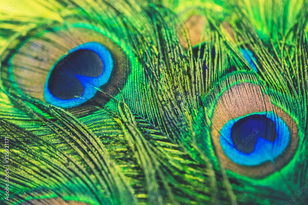 Obraz premium Peacock feather - colorful, bright, light and exotic. Macro photography. Natural beauty of nature. Background.