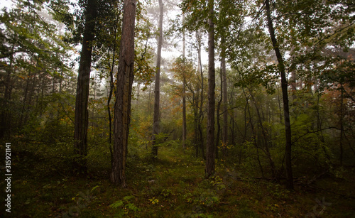 misty autumn forest