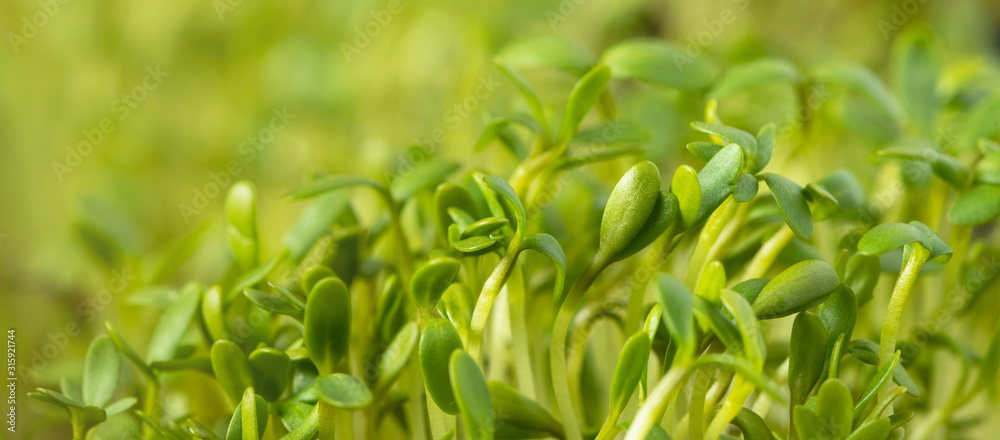 Young plants background, growing plants, sprouts in spring close-up. Natural green spring background. Seedlings Young plants background, growing plants, sprouts in spring close-up. Natural green spring background. Seedlings
