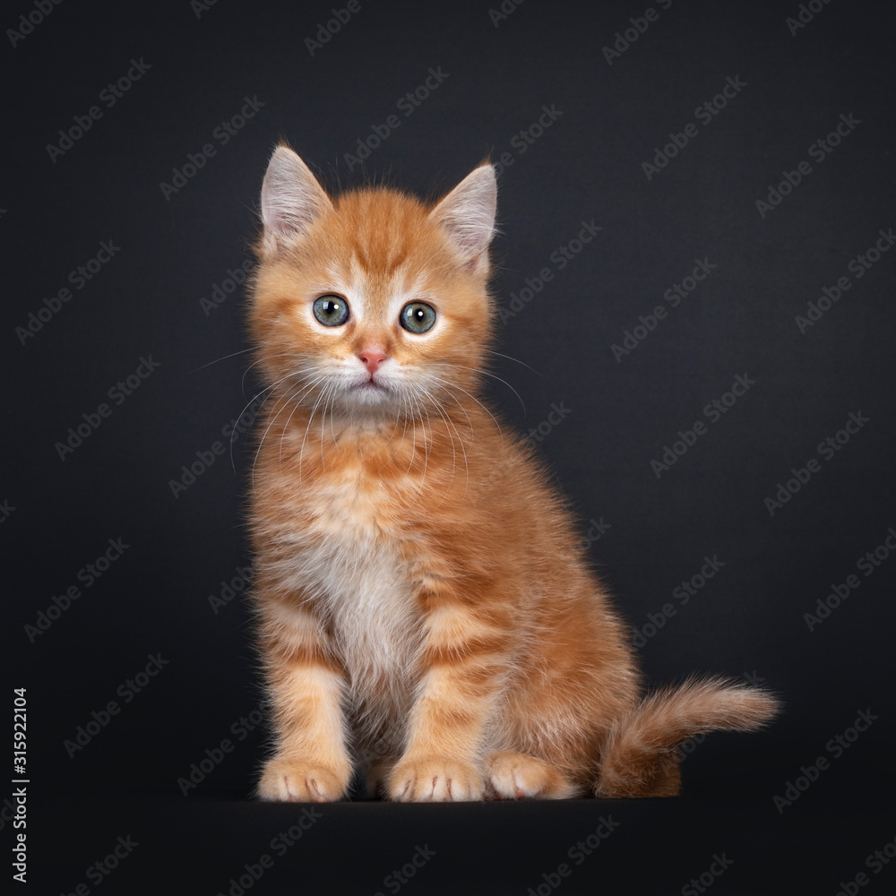 Cute red tabby shorthair cat kitten, sitting facing front. Looking curious to camera with greenish eyes. Isolated on black background.