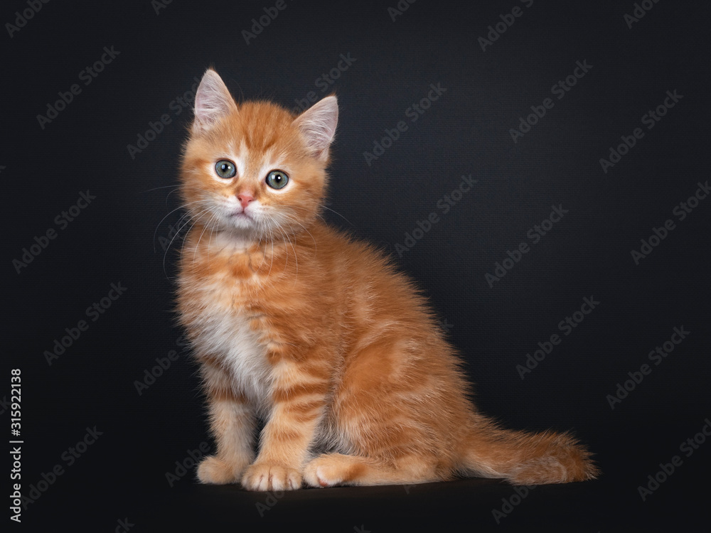 Cute red tabby shorthair cat kitten, sitting side ways. Looking towards camera with greenish eyes. Isolated on black background.