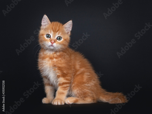 Cute red tabby shorthair cat kitten, sitting side ways. Looking towards camera with greenish eyes. Isolated on black background. © Nynke