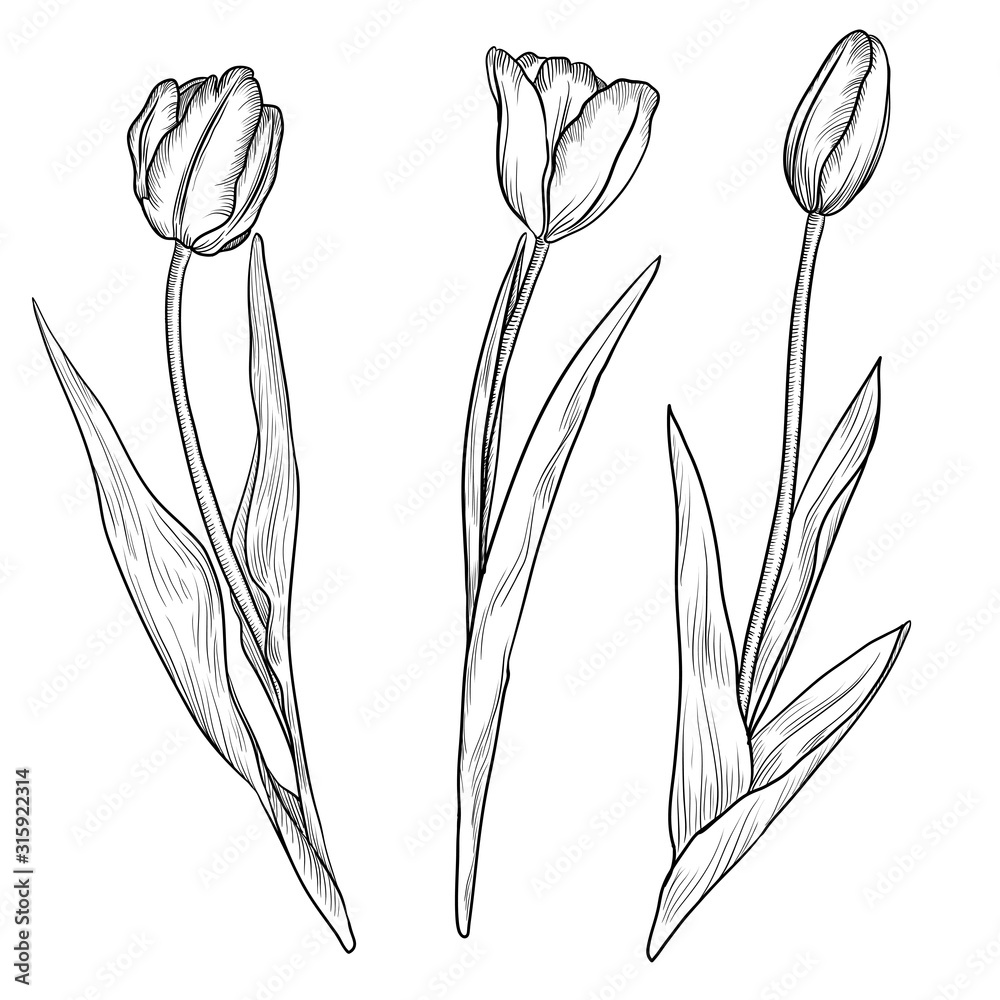 Fototapeta vector drawing flowers of tulips