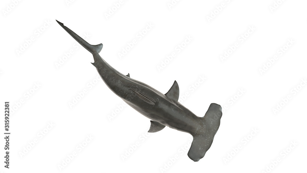 Hammerhead shark isolated on white background cutout ready top view 3d  rendering Stock Photo | Adobe Stock