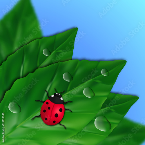 Illustration of ladybug insect bug and water drops on the leaves at corner for spring concept