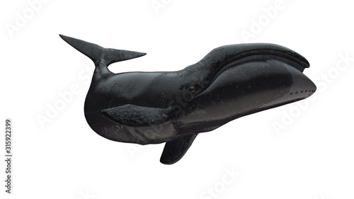 Bowhead whale tail up side view isolated on white background ready cutout 3d rendering