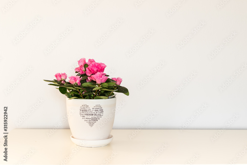 Pink azalea flower blooming in a white pot with a heart for Valentine Day.