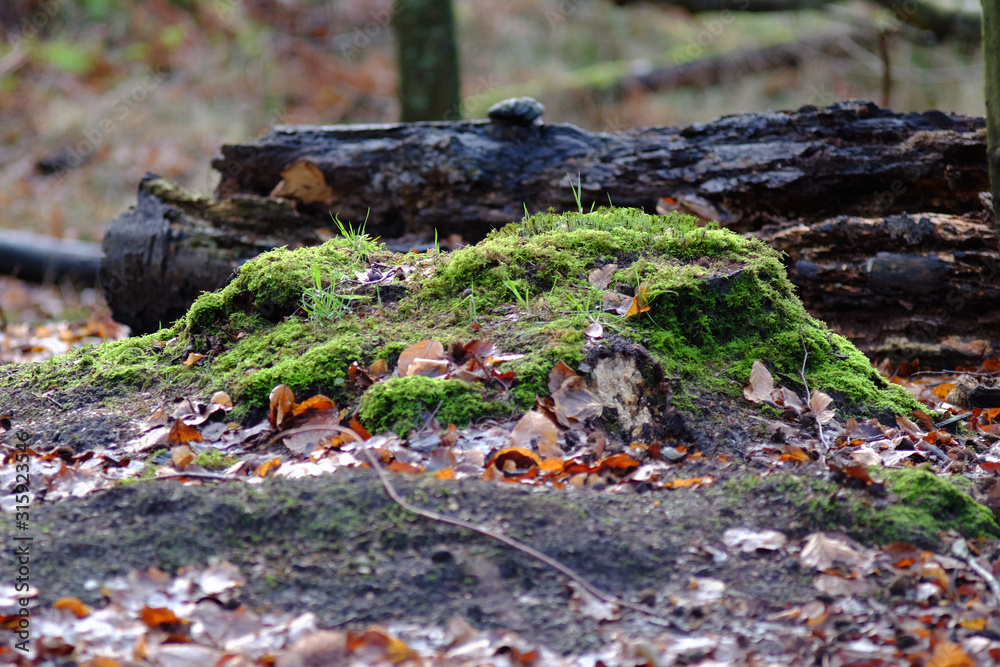 Naturwald mit Altholz als Insektenlebensraum Naturwald mit Altholz als Insektenlebensraum