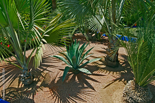 Shadows of a cactus and palms in a Marrakech garden photo